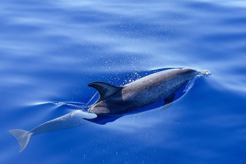 Dolphin Encounter