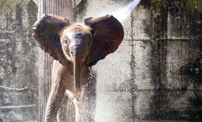Elephant Encounter